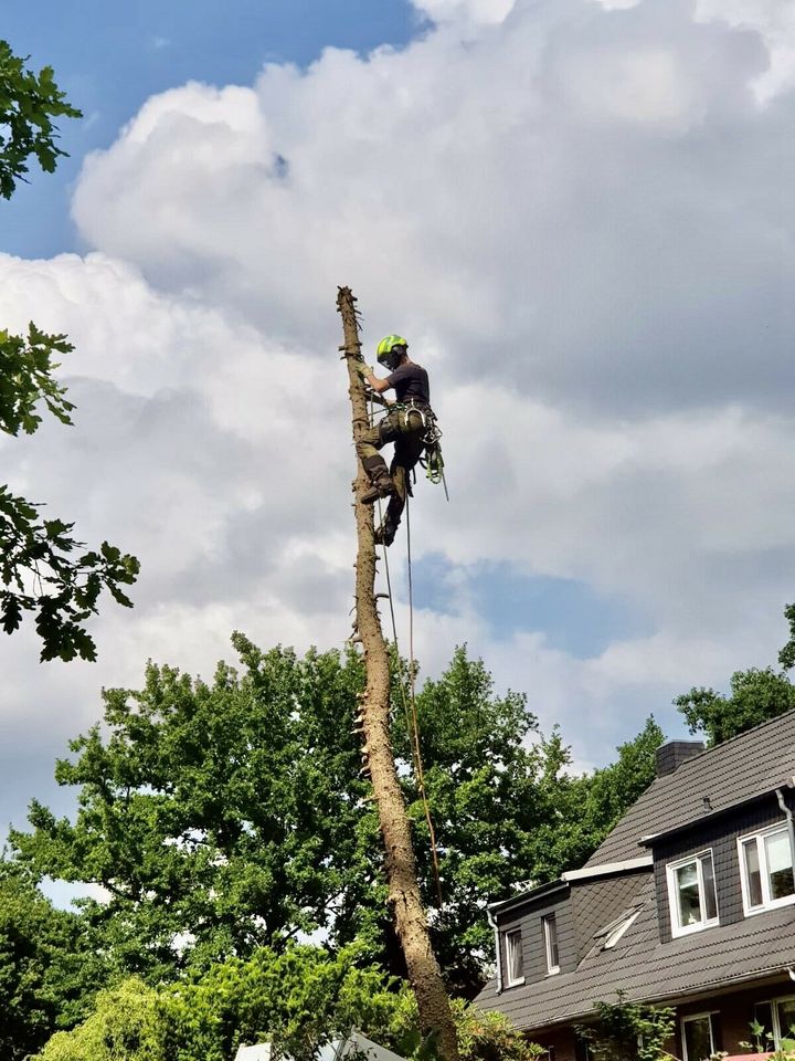 ⚠️Baumpflege,Hubsteiger,Seilklettertechnik⚠️Baumfällung❌, Bagger Sturmschaden Baumschnitt Brennholz vertikutieren in Ellerau 