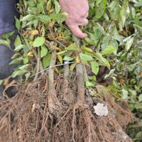 Hainbuche Rotbuche Blutbuche Liguster - Jetzt vorbestellen! Rheinland-Pfalz - Friesenhagen Vorschau