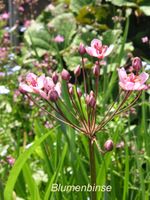 Wasserpflanzen für den Gartenteich Hessen - Mühlheim am Main Vorschau