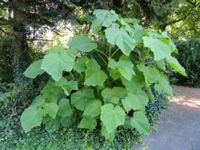 Suche Blauglockenbaum, Paulownia, Kiribaum Wuppertal - Vohwinkel Vorschau