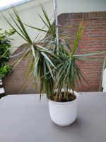 Drachenbaum, Dracaena Marginata, 3 Stämme, gesunde Pflanze, 85 cm Kreis Pinneberg - Uetersen Vorschau