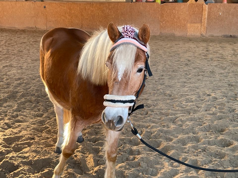 Pudelmütze Bommelmütze Strickmütze für Pferd & Pony in Bösleben-Wüllersleben