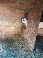 Junge Kaninchen abzugeben Niedersachsen - Wilhelmshaven Vorschau