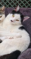 Katze Bambam vermisst in Farge Blumenthal - Farge Vorschau