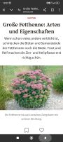 Fetthenne Pflanze Baden-Württemberg - Willstätt Vorschau