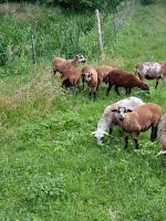 Kamerun Barbados Schafe Brandenburg - Fehrbellin Vorschau