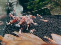 Red Fancy Low ausselektiert Garnelen Caridina toll fürs Aquarium Schleswig-Holstein - Nahe Vorschau