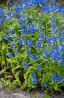 Niederliegender Ehrenpreis blau/violett Thüringen - Uder Vorschau