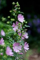 20 Samen Rosenmalve,Malva alcea,Bienenwiese,Staude Saarland - Großrosseln Vorschau