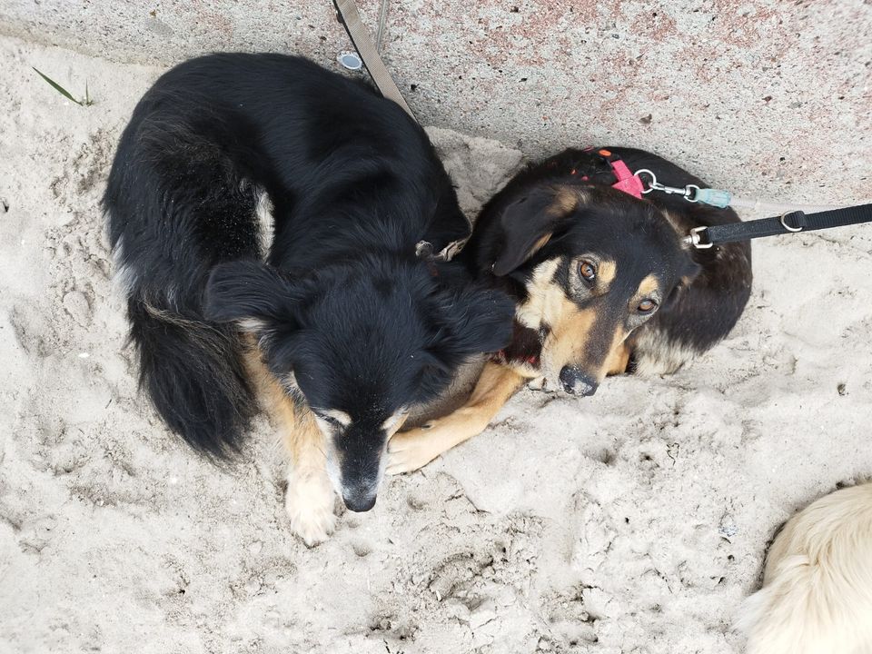 Rita , Lola oder runter vom Sofa …. in Lübeck