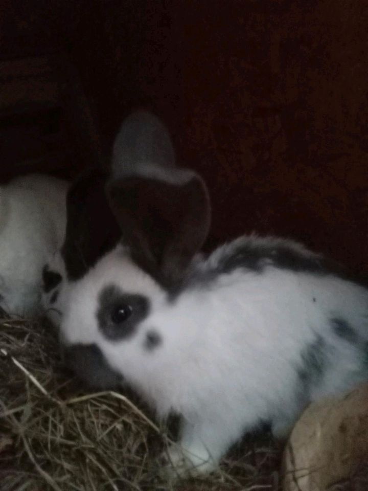 Rasse Kaninchen in Rhumspringe