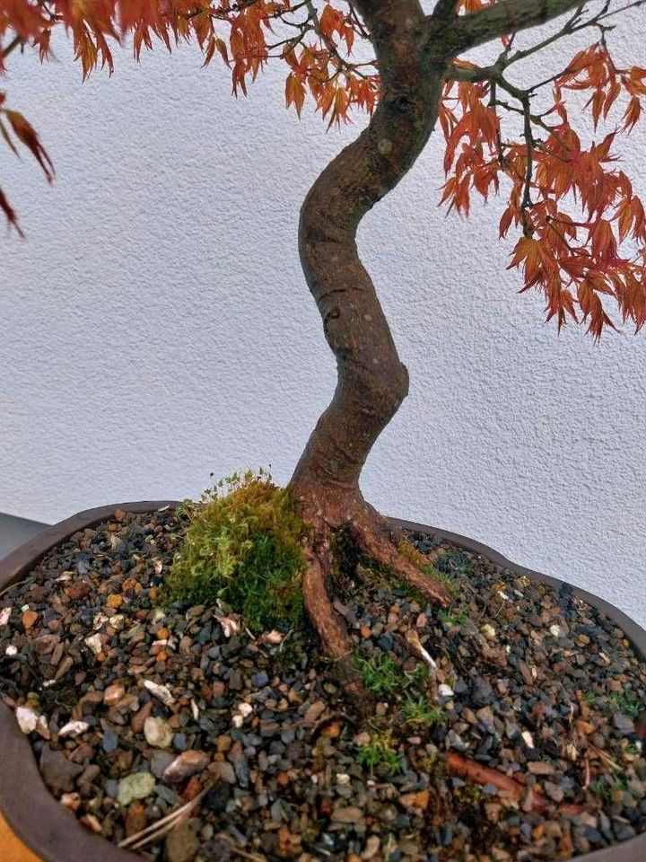 Bonsai Ahorn,-Fächerahorn-,  Acer palmatum"Kashima " in Meßstetten