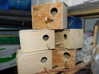 Gebrauchten Wellensittiche Nistkasten Brutkasten aus Holz Nordrhein-Westfalen - Burscheid Vorschau
