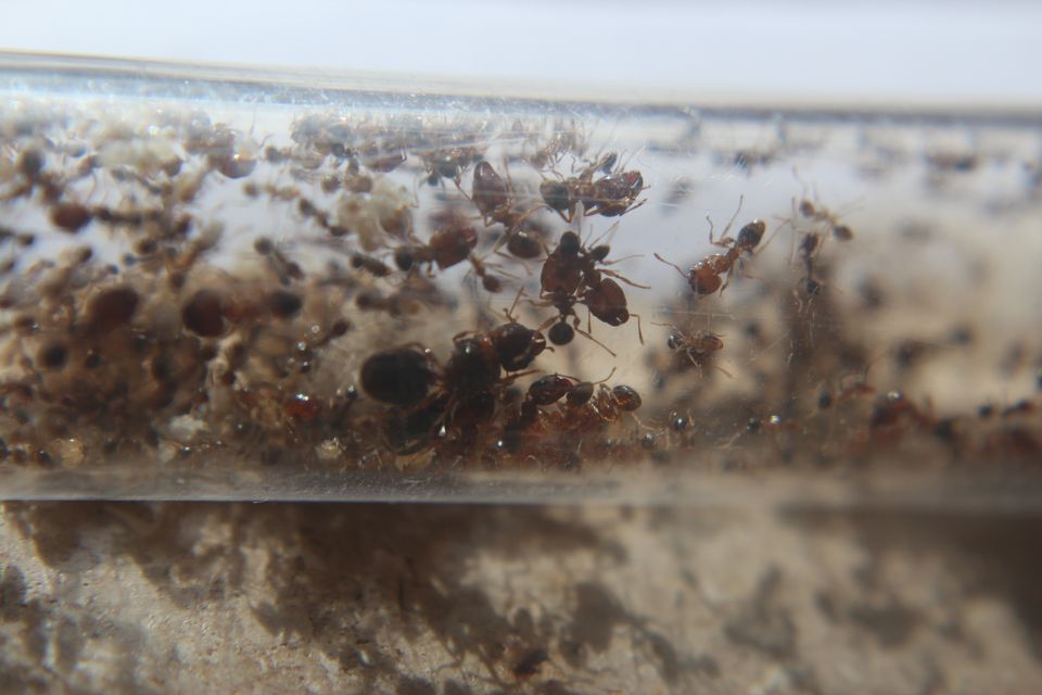 Pheidole megacephala Ameisen Kolonie in Geringswalde