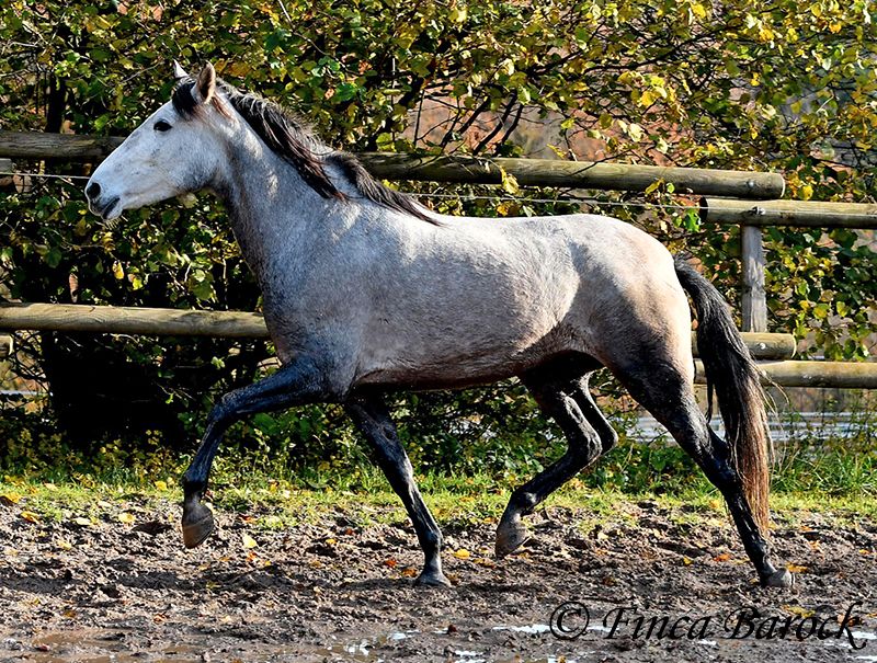 Andalusier, Stute, 162 cm, 4 Jahre, Freizeit geritten in Wiebelsheim