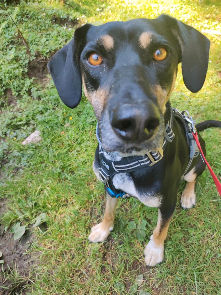 Dogsharing für unseren Hund Dobby gesucht :-) in Reutlingen