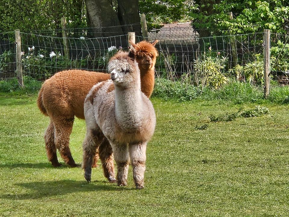 Alpaca hengste in Bocholt