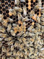 Bienenkönigin 2024 Nordrhein-Westfalen - Hilden Vorschau