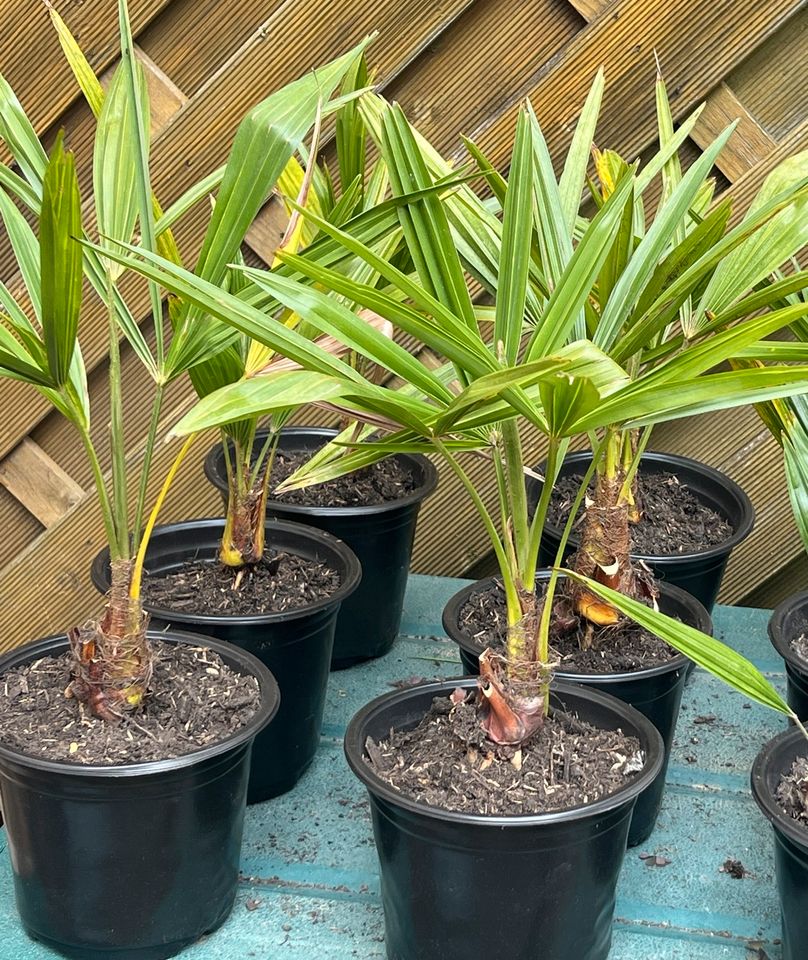 Trachycarpus Fortunei, winterharte hanfpalme, winterhart -18°C in Karlsruhe