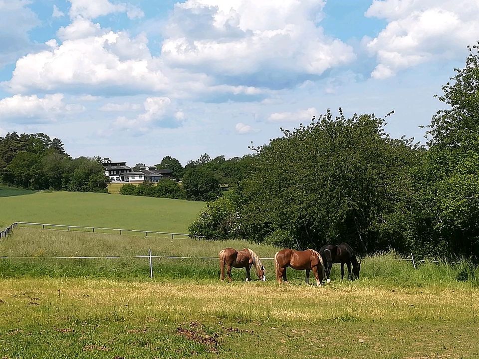 Rentnerkoppel Offenstall Koppelplatz in Ostelsheim