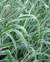 Buntes Pfahlrohr Gras Rheinland-Pfalz - Osthofen Vorschau