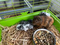 Rosettenmeerschweinchen Babys Sachsen-Anhalt - Zeitz Vorschau