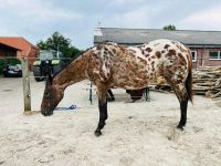 Verlasspferd - Zucht - Kinderpferd- Appaloosa - Schulpferd Niedersachsen - Südbrookmerland Vorschau