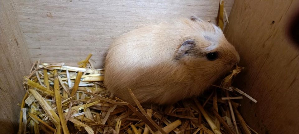 Meerschweinchen aus der Notstation, Baby - 5 Jahre in Magdeburg