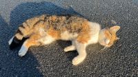 Katze gefunden, entlaufen, vermisst, gefunden, Totfund Nordrhein-Westfalen - Bad Oeynhausen Vorschau