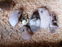 Hamster Teddyhamster Satingoldhamster Brandenburg - Gramzow Vorschau