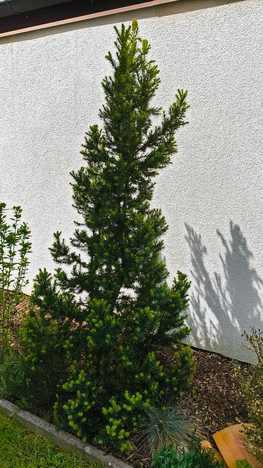 Eibe Pflanze 230 cm hoch in Memmingen