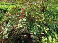 Mitttelgroßer Rhododendron Gartenpflanze Nordrhein-Westfalen - Erftstadt Vorschau