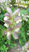 Stacheliger Bärenklau Acanthus attraktiv Staude mehrjährig Tausch Bayern - Rain Lech Vorschau