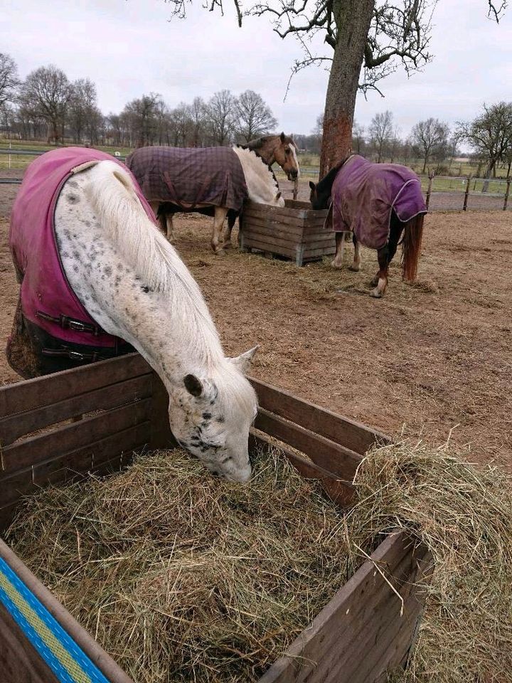 XXL HOCHBEETE Sichtschutz Kompostkiste Heuraufe Pferde BIO in Bremen