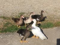 Warzenenten Barbarie Ente Bayern - Burgheim Vorschau