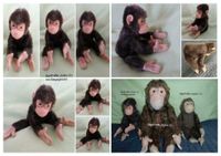 Alter Steiff Affe "Jocko" Biegeglieder Schimpanse alt -SELTEN Nordrhein-Westfalen - Remscheid Vorschau