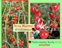 ♥ Ur Tomate Rote Murmel 15Jh.Freiland Samen Alte Sorte Tulpenstol Eimsbüttel - Hamburg Schnelsen Vorschau