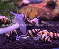 Anentome helena Raubschnecke Aquarium Schnecke 1,50€ Hamburg-Mitte - Hamburg Horn Vorschau