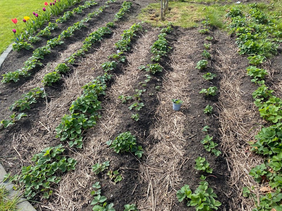 Erdbeeren Erdbeerableger verschiedene Sorten in Thomasburg