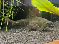 Garra Fisch Aquarium Hessen - Weiterstadt Vorschau