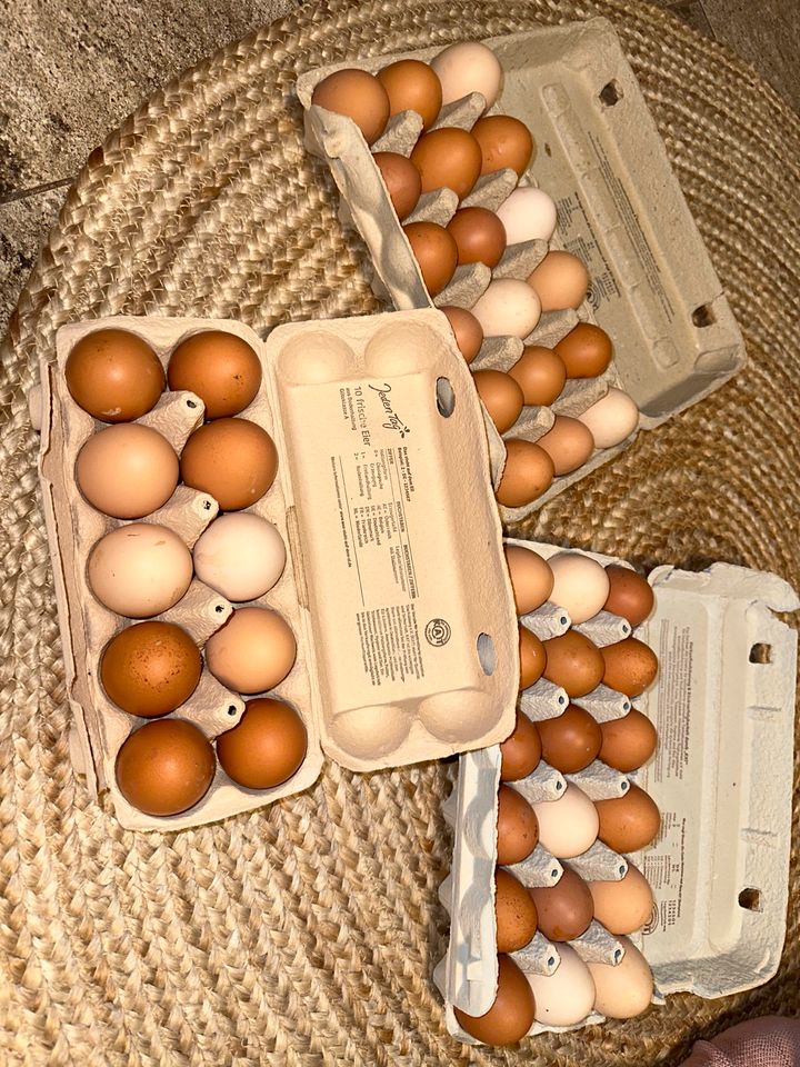 Frische XXXL Eier  zu verkaufen in Jossgrund