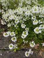 Gänsekresse Arabis Bodendecker weiß / Margeriten Margerite weiß Hessen - Rabenau Vorschau