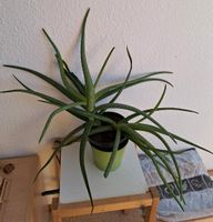 Große Aloe Pflanze Baden-Württemberg - Gundelfingen Vorschau