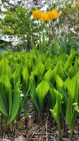 Maiglöckchen Pflanzen Thüringen - Gera Vorschau