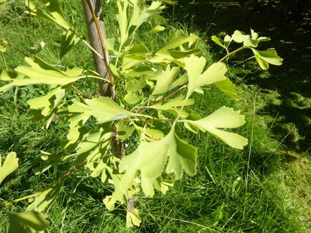 Schöner Ginkgobaum 70 cm Älteste Baumart in Oberammergau