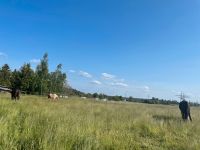 SELB - Platz für Pferd frei - Offenstall/Box Bayern - Selb Vorschau