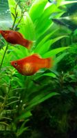 Aquarium Platy Nordrhein-Westfalen - Oberhausen Vorschau