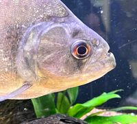 Schwarzer Piranha(Serrasalmus rhombeus) SURINAME XL Bayern - Schwarzenbruck Vorschau