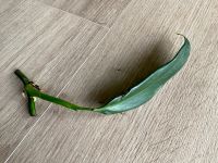 Philodendron Longilaminatum Bayern - Kleinostheim Vorschau