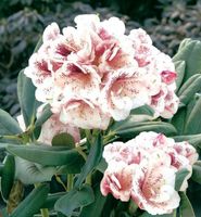 Großblumige Rhododendron Prinsess Maxima 50-60cm - Alpenrose Niedersachsen - Bad Zwischenahn Vorschau